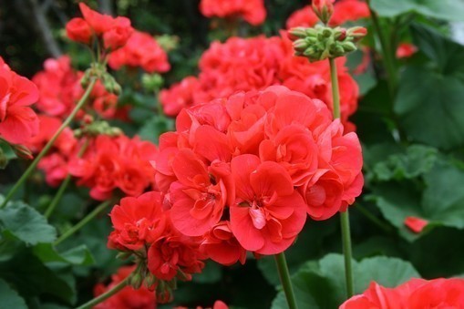 geraniums