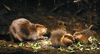 Urnik od 15. decembra do 17. decembra