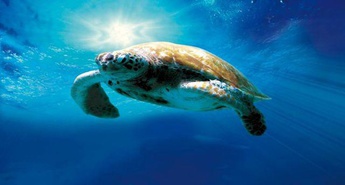 Predstavlja film Želvino osupljivo potovanje (Turtle: the Incredible Journey)