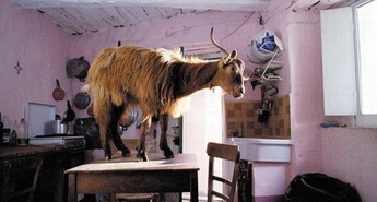 V Kinodvoru si lahko ogledate film Štirikrat režiserja Michelangela Frammartina