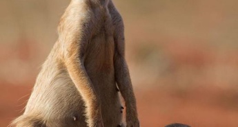 Na TV ekrane prihaja serija Leto v divjini, ki se prične 21. aprila