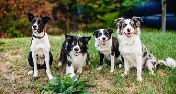 PIKNIK KINO so zavzeli super-ljubljenčki