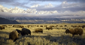 Viasat Nature v juniju