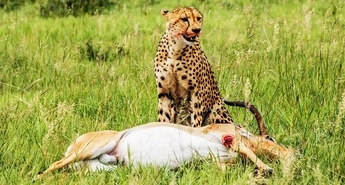 Viasat Nature v januarju