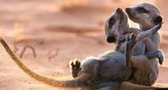 Nove oddaje v juliju