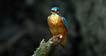 Viasat Nature v prvi polovici decembra 2023