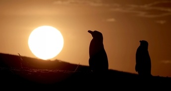 Viasat Nature v novembru