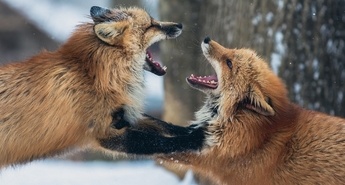 Viasat Nature v oktobru 2024