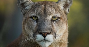 »SEZONA ODDAJ DIVJA AMERIKA«