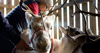 SEVERNI JELENČKI IN BOŽIČNI ŽIVALSKI VRT