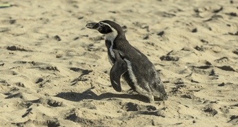 PINGVINOVE LEKCIJE KMALU V KINU