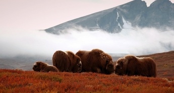 Viasat Nature v prvi polovici marca