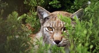 Viasat Nature v februarju