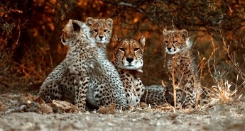 Viasat Nature v novembru