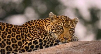 Izjemne afriške živalske vrste 