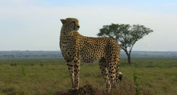 Kanal Viasat Nature v septembru