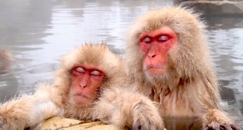 Viasat Nature v drugi polovici septembra