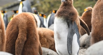 Leto na planetu Zemlja in Donavska fantazija