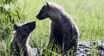 Viasat Nature v oktobru