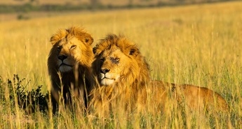 Viasat Nature v avgustu