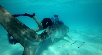 Lov na pošasti (Chasing Monsters)