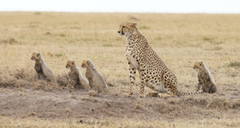 Narava: Množični napadi in Mati narava