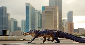 OD PINGVINOV DO VIDER