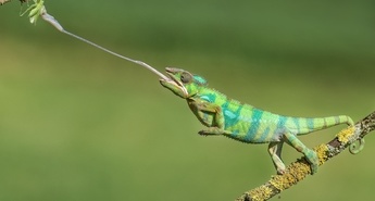 NARAVA: BLISKOVITI NAPADI in NARAVA: MNOŽIČNI NAPADI 