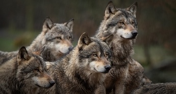 Viasat Nature v prvi polovici maja 2023