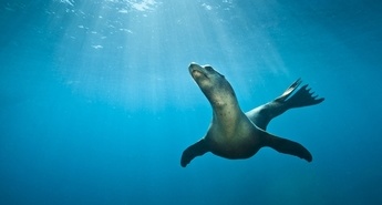 Program Viasat Nature praznuje Svetovni dan oceanov