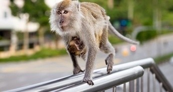 Dokumentarna serija Otok makakov 