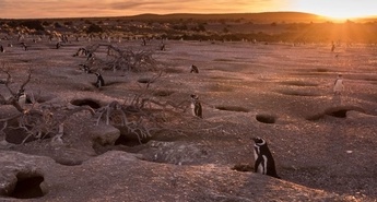Patagonija: Skriti raj na Zemlji 