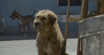 KRALJEVSKI ARTUR (Arthur the King)