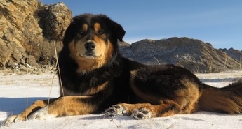 Vikend, posvečen najslajšim kosmatim ljubljenčkom 