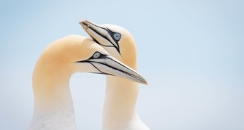 ALI PTICE MED LETENJEM SPIJO IN SANJAJO?