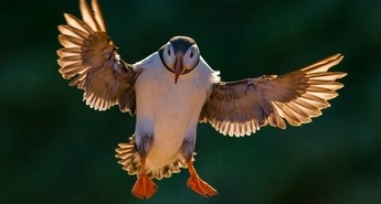 Ptice in Vrnitev jastrebov