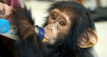 REŠENI ŠIMPANZI KONGA Z JANE GOODALL