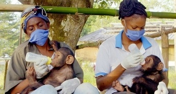 Rešeni šimpanzi Konga