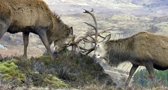 ŠKOTSKA: DIVJE LETO