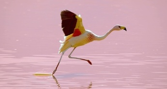 Viasat Nature v decembru