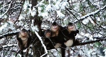 Tematski blok: Dan opic