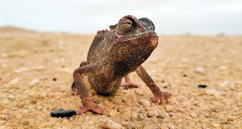 Viasat Nature v decembru 