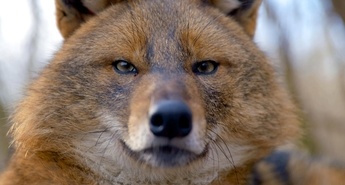 Viasat Nature najavlja v prvi polovici aprila