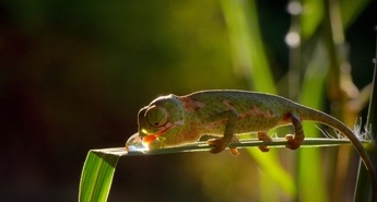 Viasat Nature v juliju