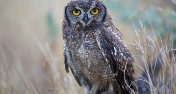 Viasat Nature v januarju