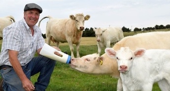 Veterinar iz Yorkshira