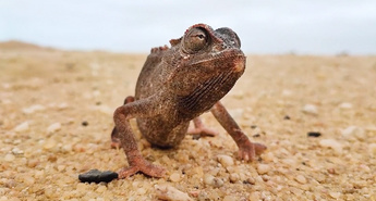 Viasat Nature v avgustu