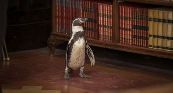 PINGVINOVE LEKCIJE (The Penguin Lessons)