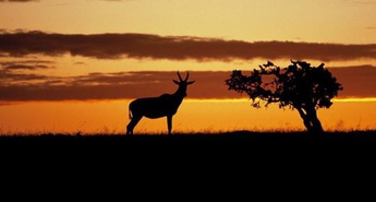 Intelov brezžični safari