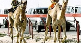 Roboti nadomeščajo otroke kot jahače na dirkah kamel